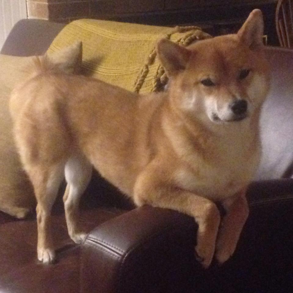 开云体育网页版入口-_季后赛带来的巨大悬念：谁能问鼎冠军？_，季后赛夺冠热门